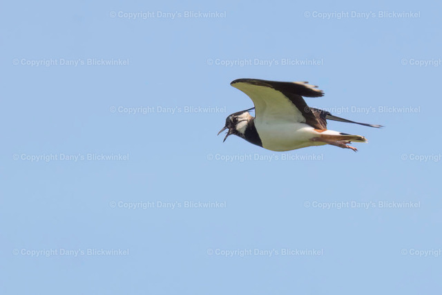 201723 | Tierfotografie, Tierkalender, Tierbilder, Insekten, Spinnen, Vögel, Schmetterling, Libellen, Leinwand, Colorkey, Qualität, Geschenkartikel, Geschenk - Realisiert mit Pictrs.com