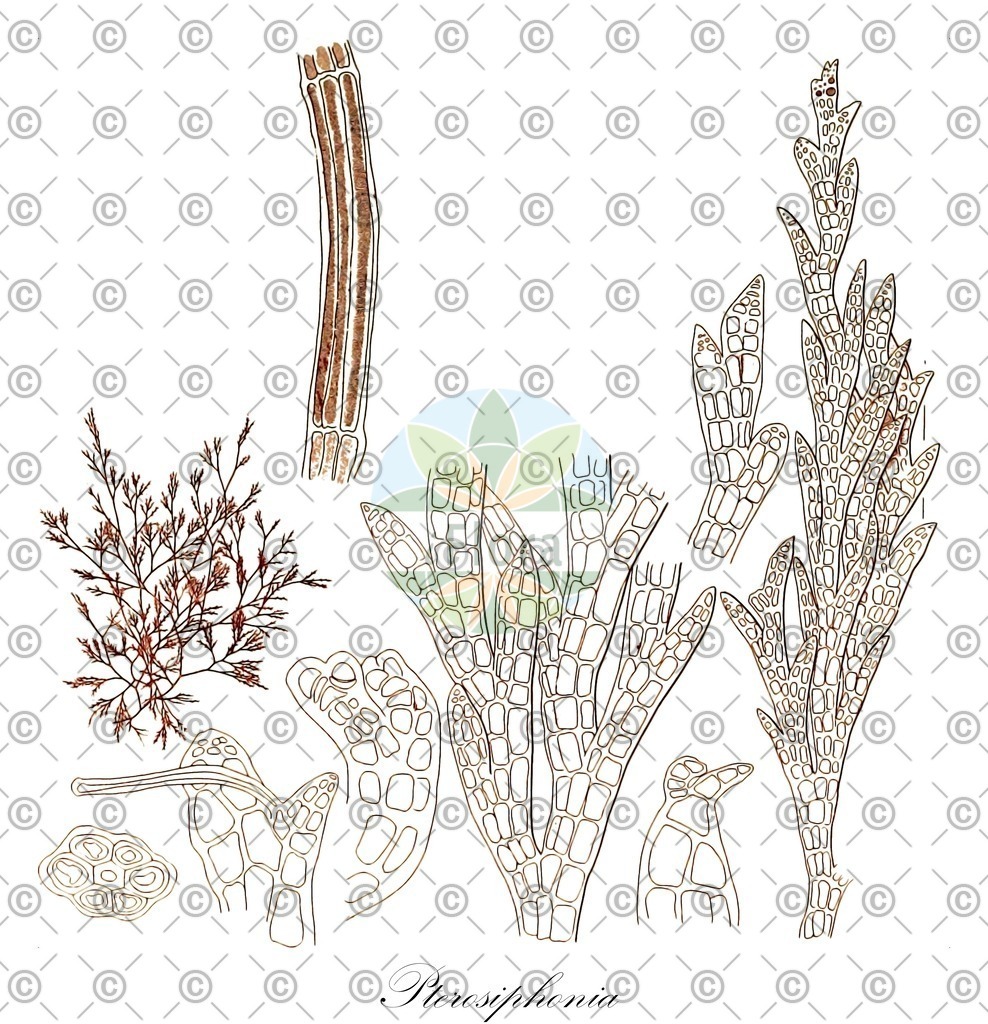 HistAbb_wfo-0001140521_2_ENZY_Simple | Historische Abbildung von Pterosiphonia - Rhodomelaceae (0) | Historical Illustration of Pterosiphonia - Rhodomelaceae (0)