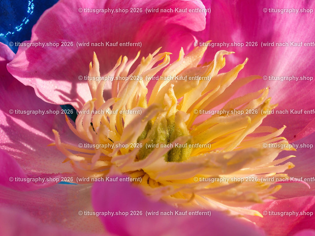 titusgraphy_P6150253-vz-ln | titusgraphy-shop: Geschenkideen mit Qualitätsfotos. titusgraphy-shop: gift ideas with quality photos. titusgraphy-shop: idées cadeaux avec photos de qualité.  - Realisiert mit Pictrs.com
