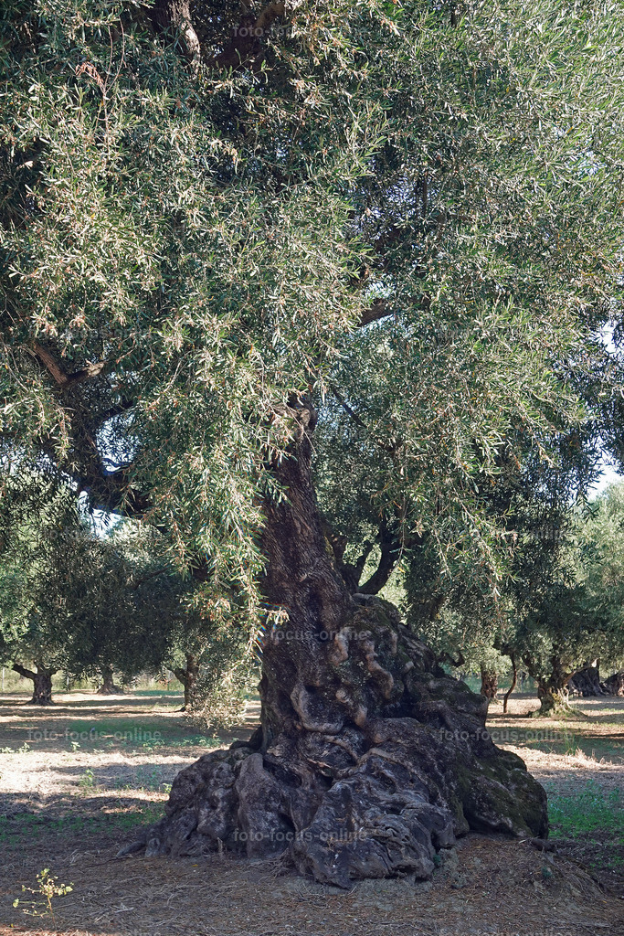 Stories of the Ancient Olive Trees | Ancient Olive Trees