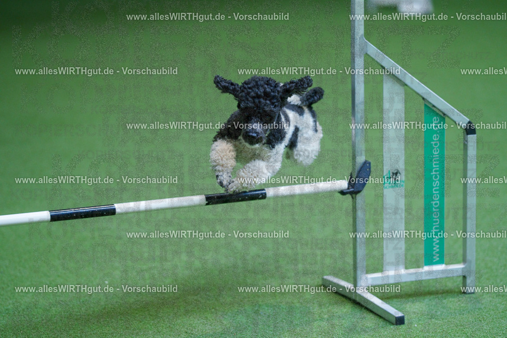 @allesWIRTHgut_Tierfotografie - www.allesWIRTHgut.de - 2604261339-7R502364 | Professionelle Tierfotografie in Mönchengladbach von Daniel Wirth (allesWIRTHgut). Liebevolle & natürliche Bilder von Hunden & Katzen für unvergessliche Erinnerungen.
