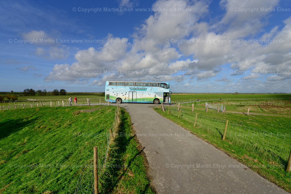 Vogelkieker Freiburg_ELS_4141 | Freiburg an der Elbe - Aufnahmedatum: 25.10.2015, Aufnahmehöhe:  m, Koordinaten:  - , Bildgröße: 7360 x  4912 Pixel - Copyright 2015 by Martin Elsen, Kontakt: Tel.: +49 157 74581206, E-Mail: info@schoenes-foto.deSchlagwörter:Vogelkieker,Bus,Kinder,Vogel,Vögel,Gänse,Nonnengänse,Wildgänse,Zugvögel,Außendeich,KVG,Natur,Wildganstage, Foto - Realisiert mit Pictrs.com