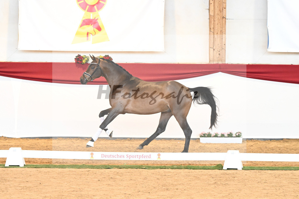 Kat-Nr. 55 Va Bene x Goldberg_Kuntz_43230563 | hf-fotografie - Realisiert mit Pictrs.com