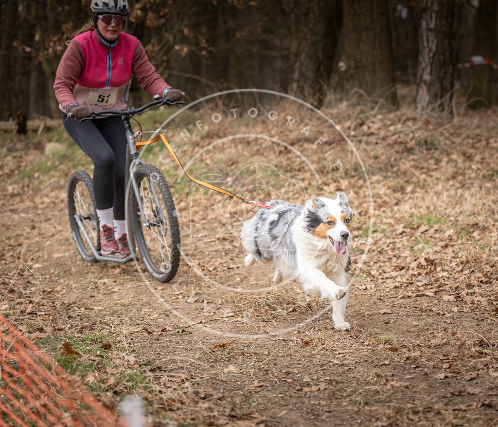 Pfotenfotografie_DV3A2004 | Hundefotografie, Tierfotograf, Pfotenfotografie, Fotoshooting Hund, Hunde Portrait, Hundesport, Hundeportraits, Heideshooting, Hunde, Sportfotograf, Hundefotograf, Turnierhundsport, THS,  - Realisiert mit Pictrs.com
