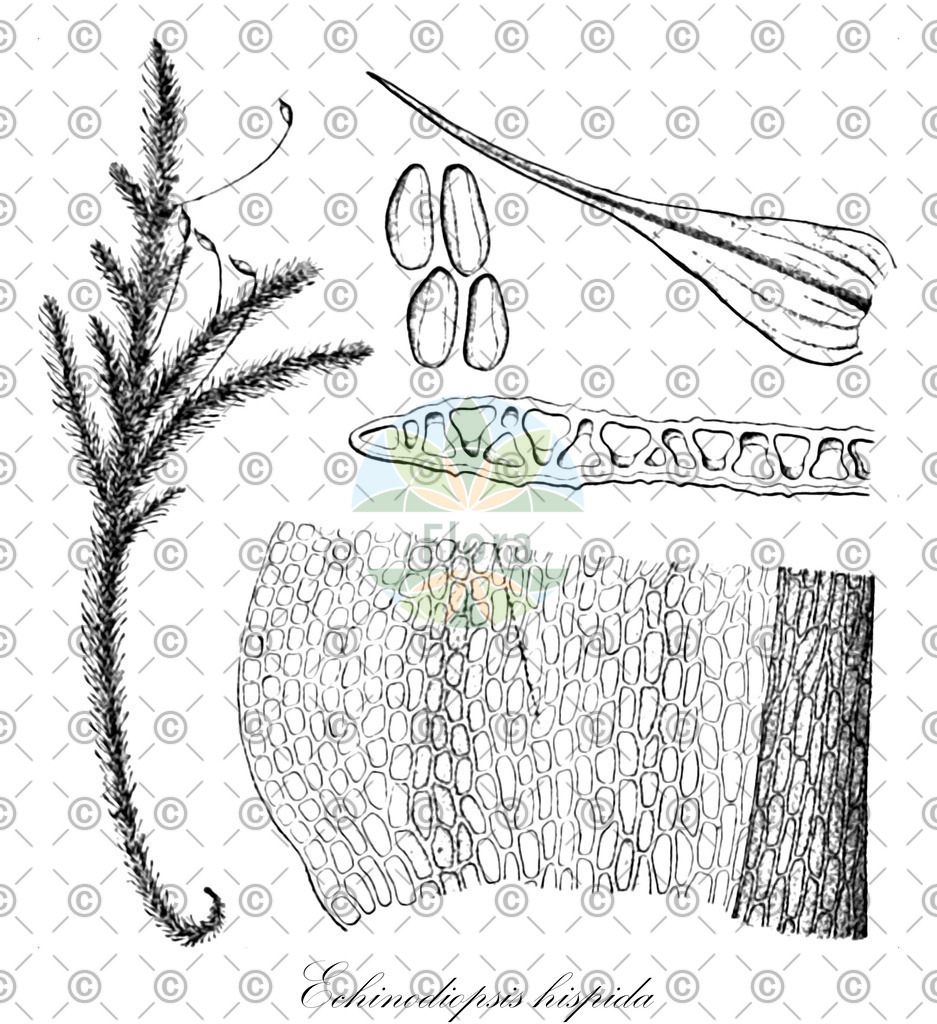 HistAbb_wfo-0000661871_1_ENZY_Simple | Historische Abbildung von Echinodiopsis hispida - Neckeraceae | Historical Illustration of Echinodiopsis hispida - Neckeraceae
