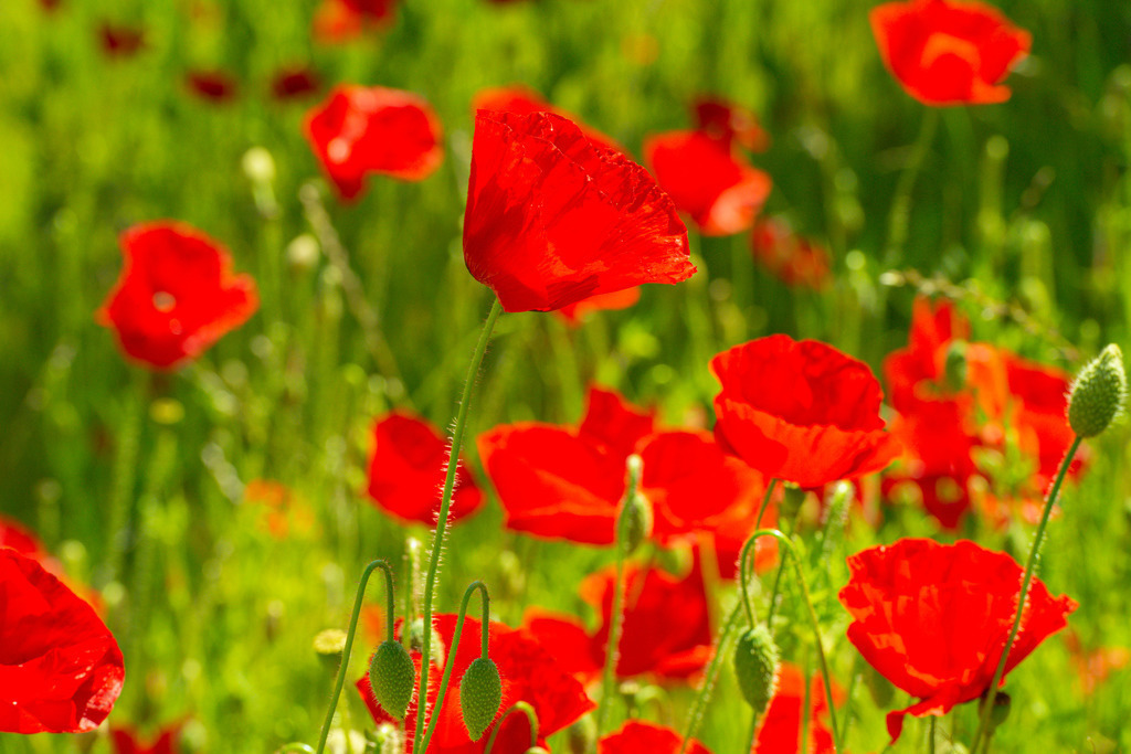 2022_06_03_MOHN_DSC3193 | Hochwertig gedruckte Fotografien für die Wand, als Kalender und zum Verschenken. Hamburg & Norddeutschland und überall wo ich mit der Kamera unterwegs war.