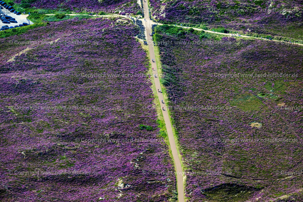 Sylt_Kampen_Radweg_Radfahrer_Heide_Blüte_ELS_4151130825 | KAMPEN (SYLT) 13.08.2025 Streckenführung des Rad- Weges an der Lister Straße in Kampen (Sylt) auf der Insel Sylt im Bundesland Schleswig-Holstein, Deutschland. // Route of the cycle path on Lister Strasse in Kampen (Sylt) on the island of Sylt in the federal state of Schleswig-Holstein, Germany. Foto: Martin Elsen