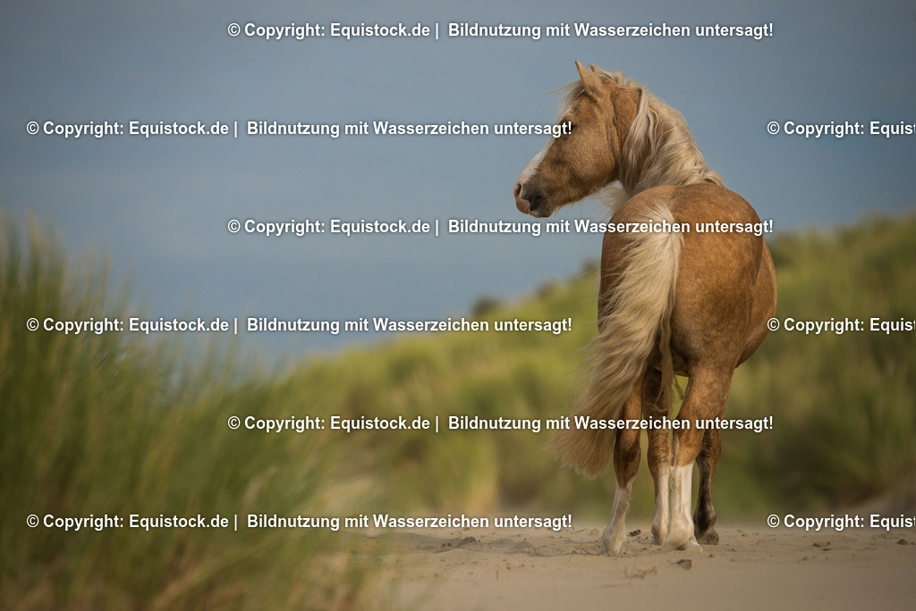 TS_20160928_Pferd_am_Strand_0002 | Foto: Thomas Hartig