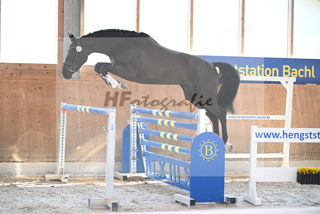 Kat-Nr. 42 I m Amy Blue VK v. I m Special de Muze_Vogelgut_14261753 | hf-fotografie - Realizzato con Pictrs.com
