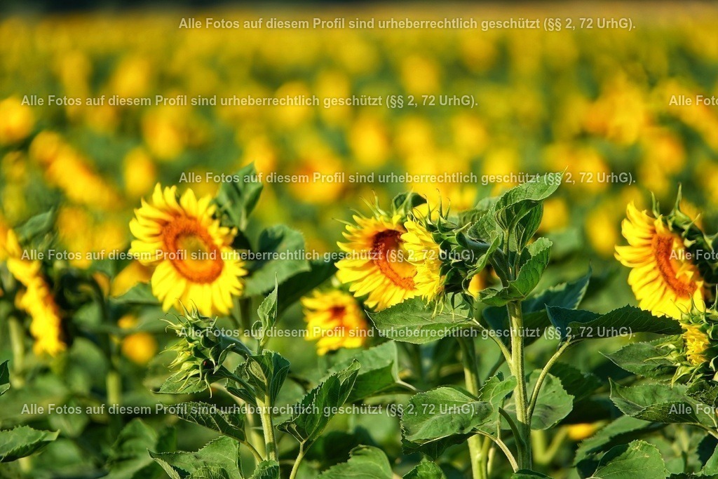 BMF04648_2-01 | krollfotografie - Realisiert mit Pictrs.com