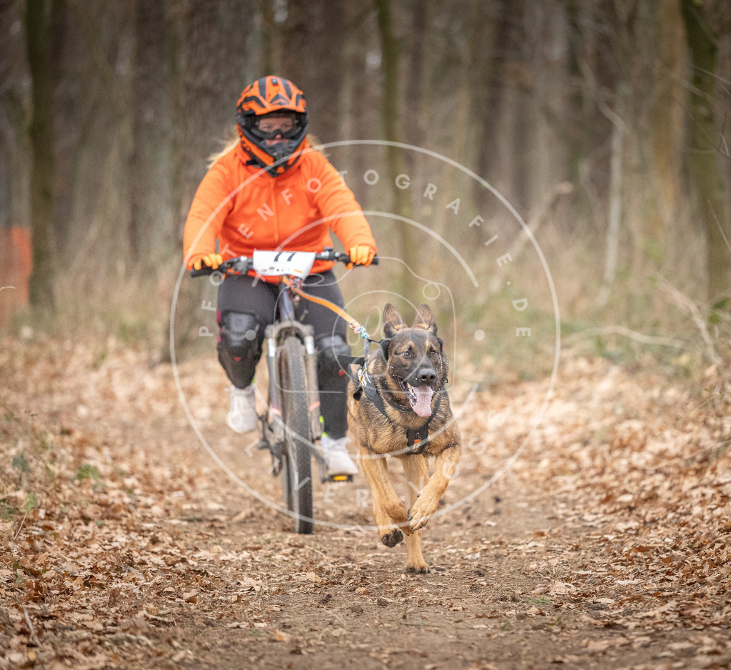 Pfotenfotografie_DV3A5778 | Hundefotografie, Tierfotograf, Pfotenfotografie, Fotoshooting Hund, Hunde Portrait, Hundesport, Hundeportraits, Heideshooting, Hunde, Sportfotograf, Hundefotograf, Turnierhundsport, THS,  - Realisiert mit Pictrs.com