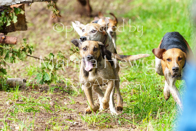 Jagd Perdoel 26 Sony-04019_MarinaHewig | Fotografie, FotoArt, PferdesportArt, Pferdesportfotografie, Landschaftsfotografie, Reisefotografie, Reise, Pferde - Realisiert mit Pictrs.com
