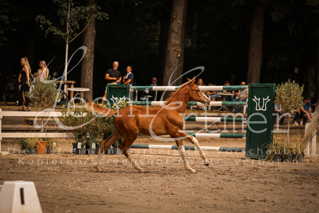 SaPA00155 | Leoni Ertmer Photography - Realisiert mit Pictrs.com