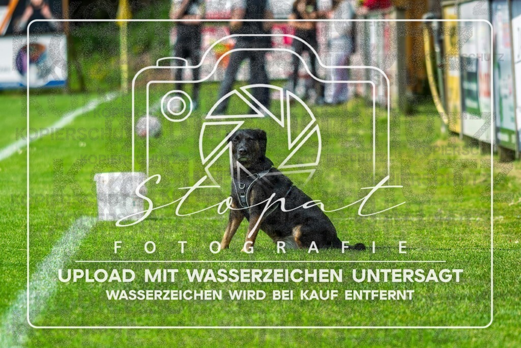 Kreisliga Damen HK/CE - SG Fulde vs. SG Nordheide | Hund; Kreisliga Damen HK/CE - SG Fulde vs. SG Nordheide am 10.05.26 in Fulder Zentralstadion, Fulde - Realisiert mit Pictrs.com