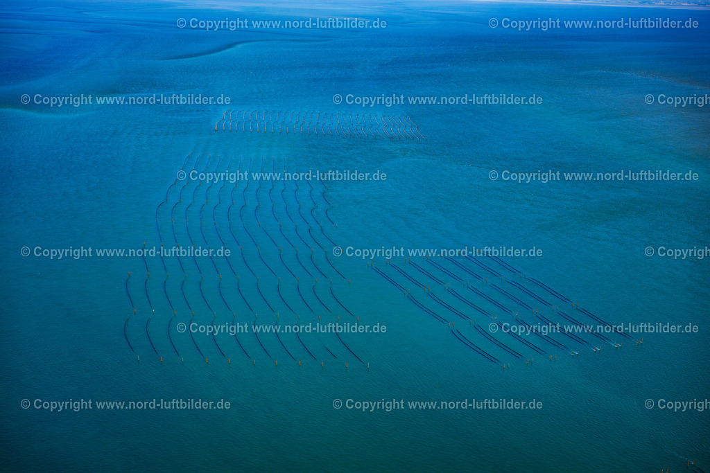 Sylt_Hörnum_Miesmuschel_Zuchtnetze_Vor_Hörnum_ELS_0030130825 | HöRNUM (SYLT) 13.08.2025 Muschelzucht und Fangnetze an der Küste vor Hörnum (Sylt) im Bundesland Schleswig-Holstein, Deutschland. // Mussel farming nets on the coast in front of Hoernum (Sylt) in the state Schleswig-Holstein, Germany. Foto: Martin Elsen