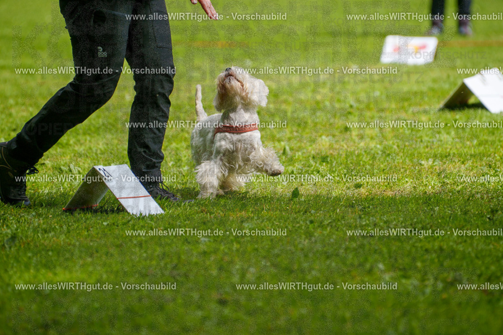 @allesWIRTHgut_Tierfotografie - www.allesWIRTHgut.de - 7R503874 | Professionelle Tierfotografie in Mönchengladbach von Daniel Wirth (allesWIRTHgut). Liebevolle & natürliche Bilder von Hunden & Katzen für unvergessliche Erinnerungen.