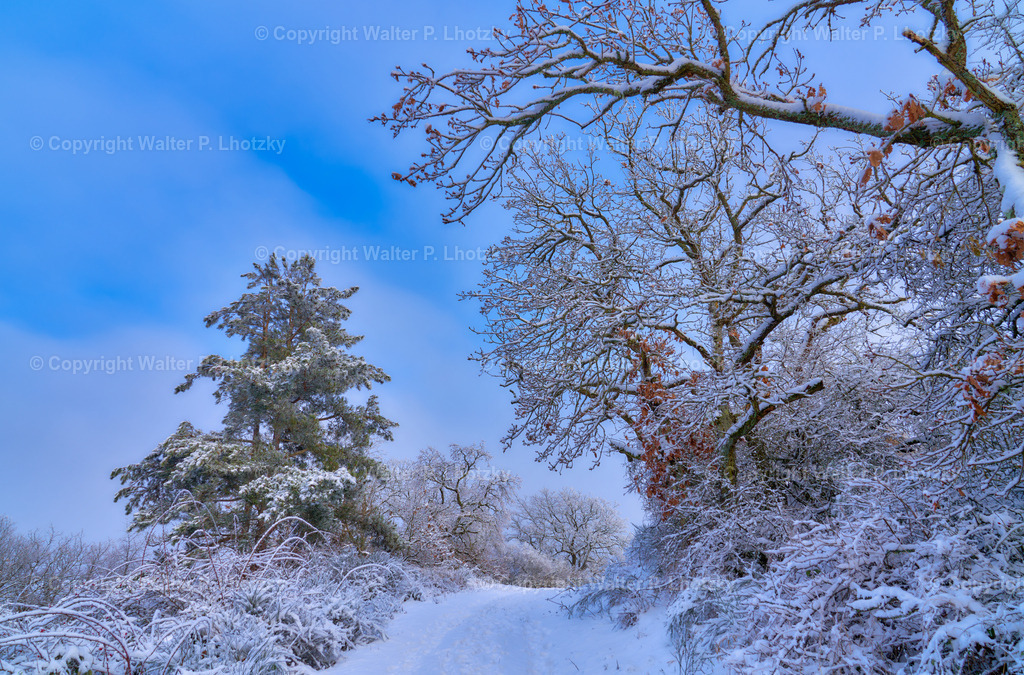 LHO04527 | wlstudio - Realisiert mit Pictrs.com