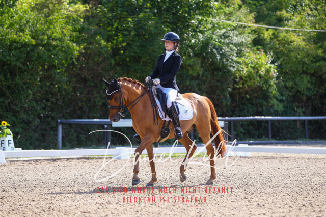 DKP41213 | Turniersportfotografie; Pferdefotografie; Dressurfotografie