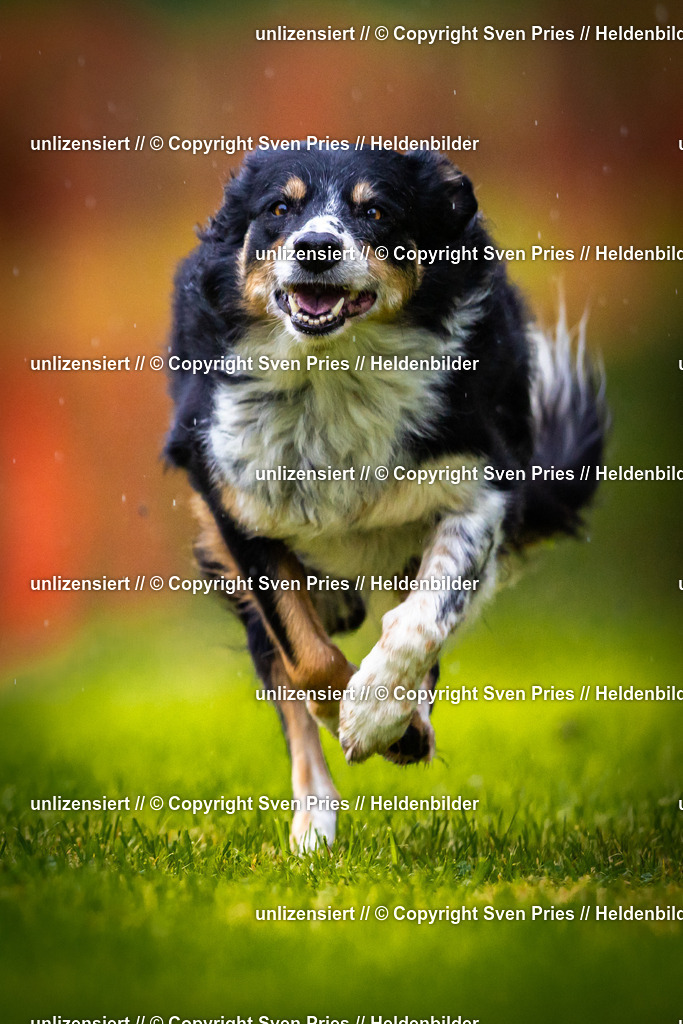 Sven Pries | 2025-09-21 - Hunderennen Baden-Oos - Realisiert mit Pictrs.com