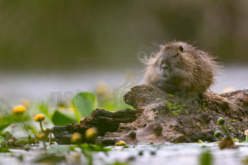 R6M36100_20260531 | Ein Nutria (Myocastor coypus) sitzt auf einem dunklen, im Wasser liegenden Baumstamm und scheint sich zu putzen. Das Tier hat braunes, struppiges Fell und lange Schnurrhaare. Im Vordergrund und Hintergrund sind unscharfe gelbe Seerosen und grüne Blätter zu sehen, die eine natürliche Umgebung schaffen. Das Wasser ist leicht spiegelnd und der Hintergrund ist unscharf grün. - Realisiert mit Pictrs.com