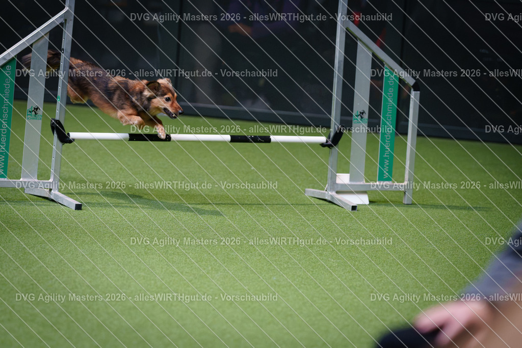 allesWIRTHgut_Tierfotografie-DVG_Agility_Masters_2026-12_23-7R508133 | Professionelle Tierfotografie in Mönchengladbach von Daniel Wirth (allesWIRTHgut). Liebevolle & natürliche Bilder von Hunden & Katzen für unvergessliche Erinnerungen.