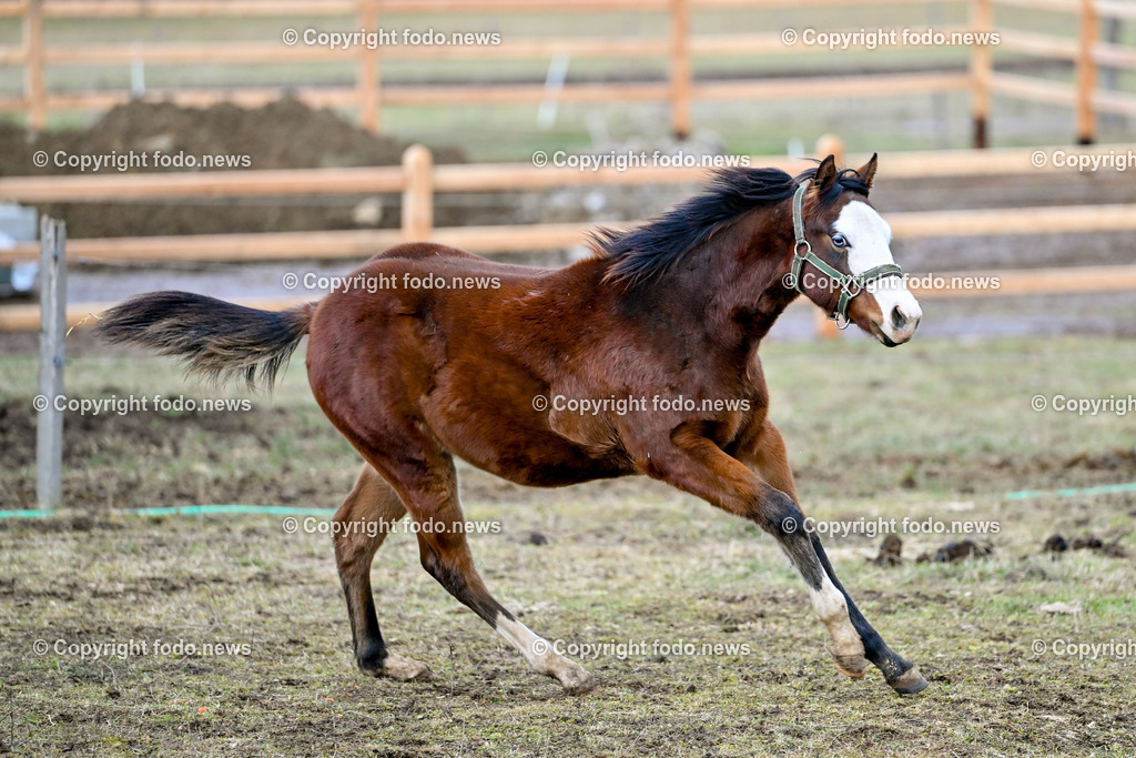 Pferde_ 29.12.2024-7 | 29.12.2024, Rajec, SVK, Themenbild, Pferde, im Bild Pferd, Pferde, Stute, Hengst, Fohlen, Quarter Horse, Ranch, Weide, Hof, Wiese, Stall, Nutztier, Tier