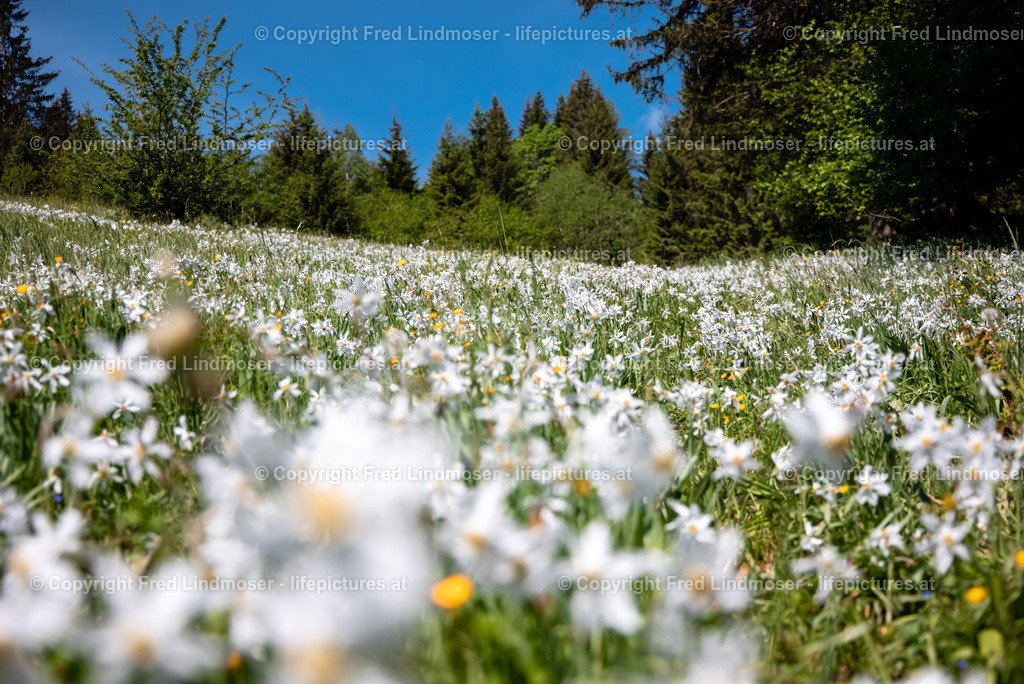 Narzissenblute Mariazellerland 2021-6003 | Fotos und Fotoprodukte - Realisiert mit Pictrs.com