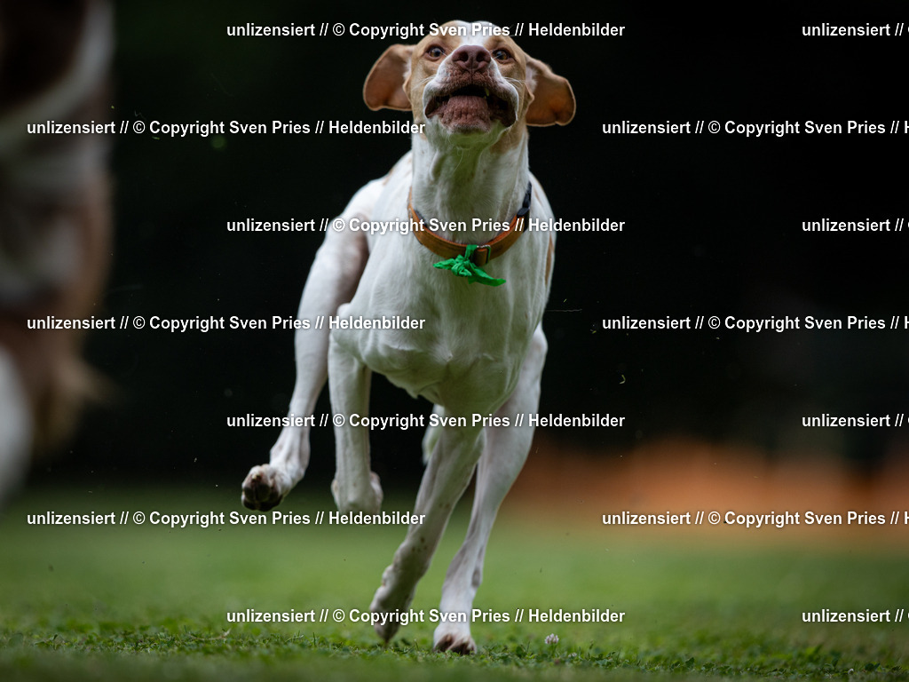 Sven Pries | 19. Allgemeines Hunderennen Karlsruhe Durlach - Realisiert mit Pictrs.com