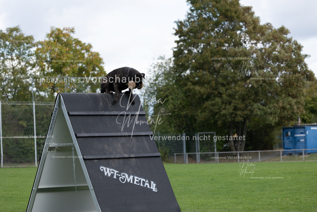 _16A6737 | Einzigartige Fotos von Hunden & Menschen –Actionfotos, Portraits, Vereinsaufnahmen & Paarshootings – authentisch, lebendig & mit Herz.