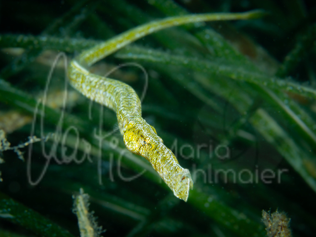 Syngnathus typhle rondeleti | Grasnadel / Cast: Pez aguja mula mediterránea; Eng: Deep-snouted pipefish; Fr: Siphonostome de Méditerranée - Realisiert mit Pictrs.com