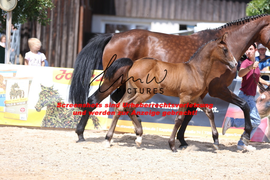 Fohlenschau_Schwäbisch_Hall_springbetonte_Fohlen_KN 32_10 | lmwpictures - Realisiert mit Pictrs.com