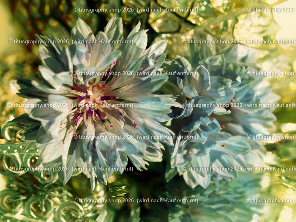 titusgraphy_P9231433_pe01-vz-ln | titusgraphy-shop: Geschenkideen mit Qualitätsfotos. titusgraphy-shop: gift ideas with quality photos. titusgraphy-shop: idées cadeaux avec photos de qualité.  - Realisiert mit Pictrs.com