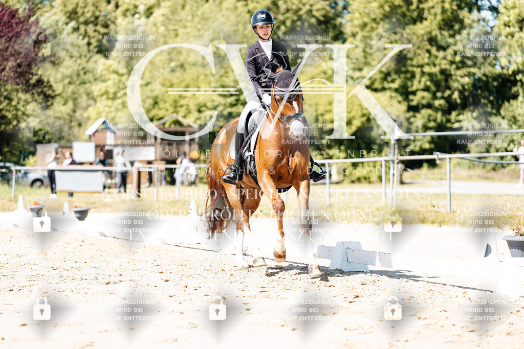 CK905357 | Turnierfotografie Pferdefotografie Trier Rheinland-Pfalz Pferdesport Reitsport Tierfotografie Sportfotografie Pferdevideo Pferdevideografie Equestrianvideography equestrianphotography  - Realisiert mit Pictrs.com