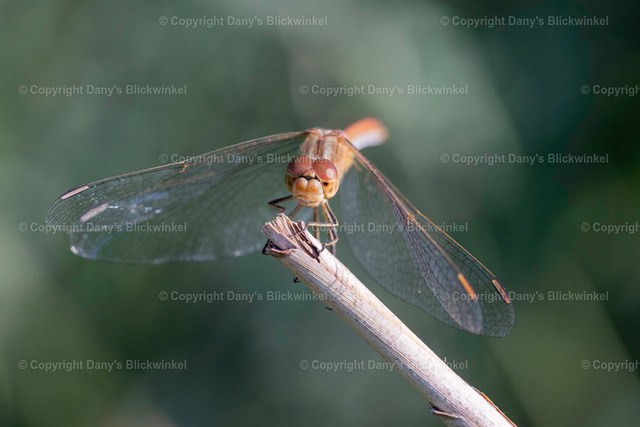 201912 | Tierfotografie, Tierkalender, Tierbilder, Insekten, Spinnen, Vögel, Schmetterling, Libellen, Leinwand, Colorkey, Qualität, Geschenkartikel, Geschenk - Realisiert mit Pictrs.com