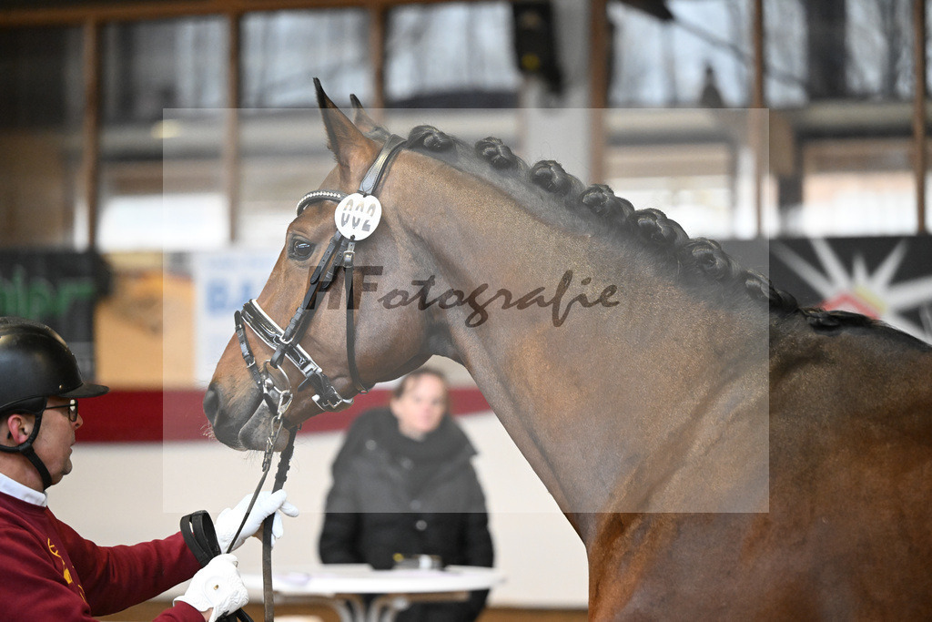 Kat-Nr. 2 ReBos Barnaby HJ v. Bonderas_Rettenmeier_16250005 | hf-fotografie - Realizzato con Pictrs.com