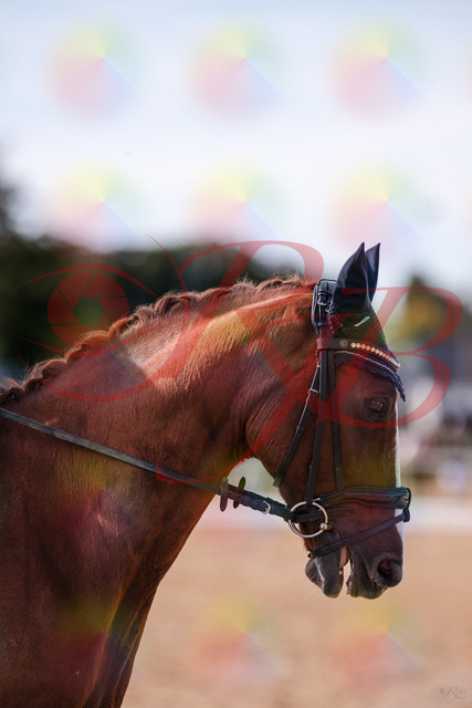2026_10_03_Siefer-Hof_133130_Z81_85810722 | Professionelle Reitsport-, Turnier- und Eventfotografie von Robert Broda. Galerien mit ausgewählten und bearbeiteten Bildern direkt online ansehen und bestellen.