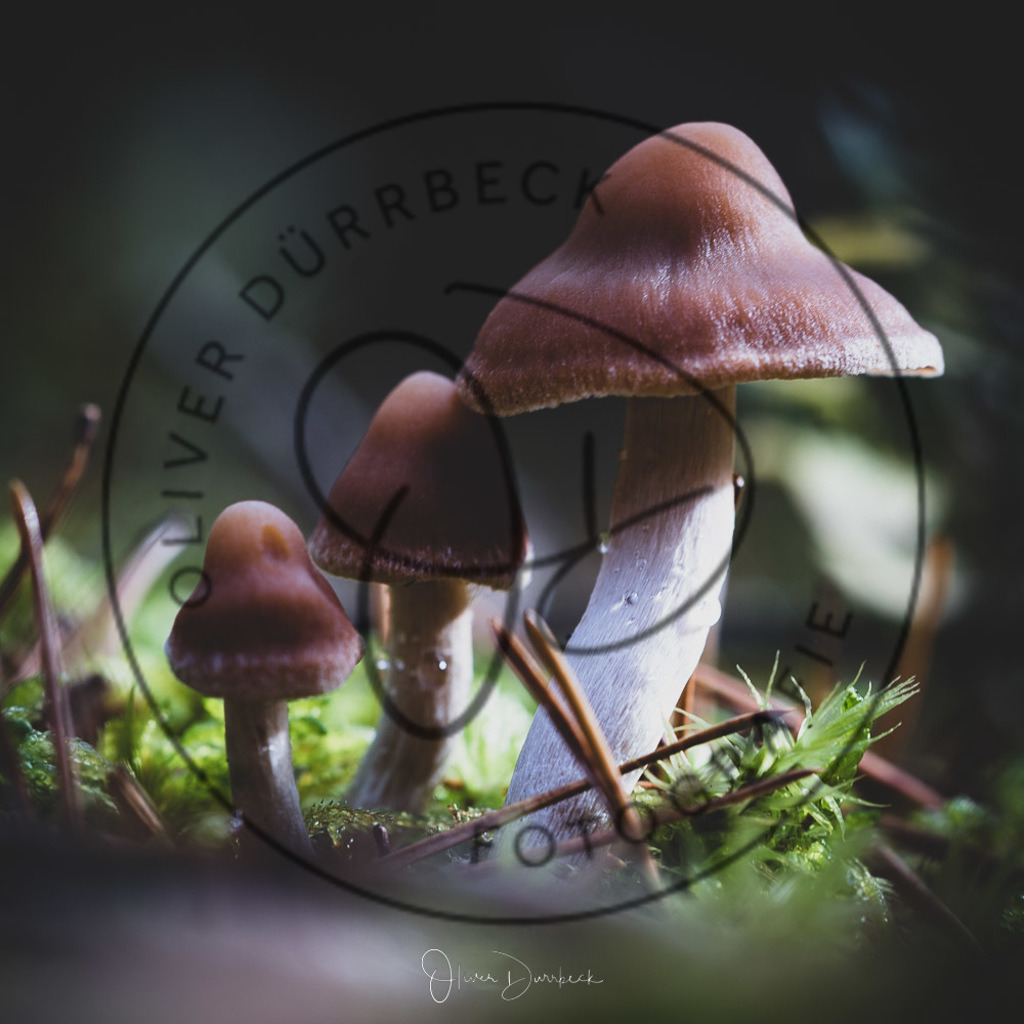 natur-pilze-05 | Shop für Kindergartenfotografie und andere Fotoprodukte von Oliver Dürrbeck Fotografie. - Realisiert mit Pictrs.com