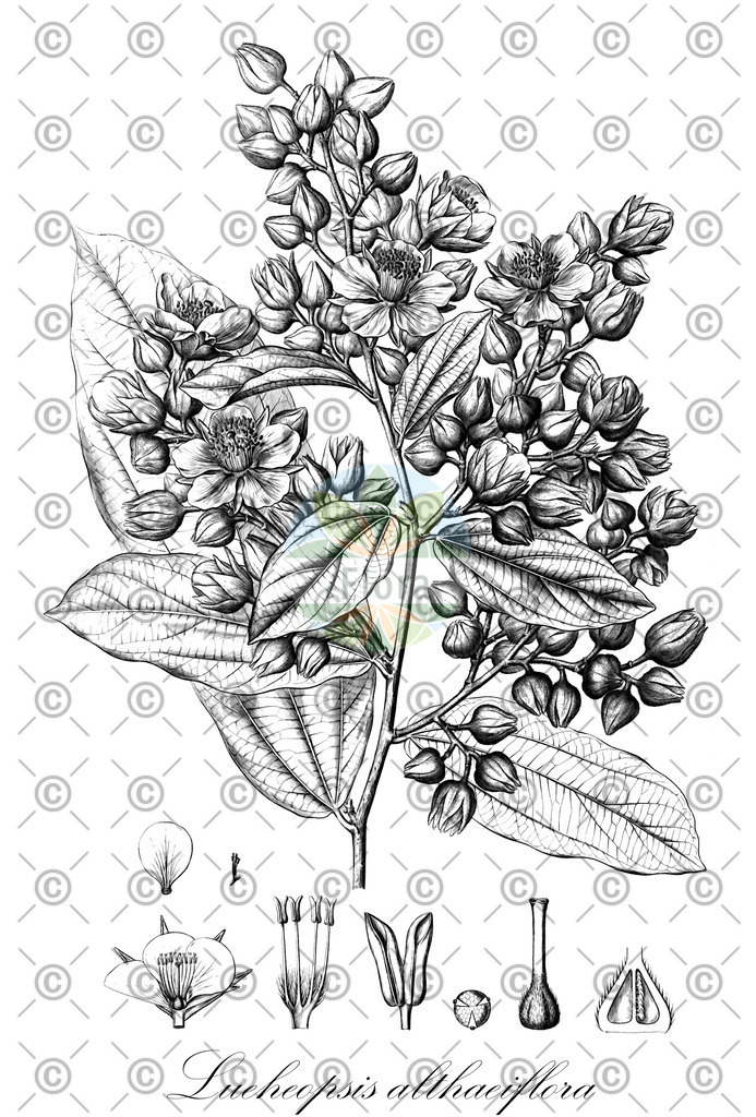 HistAbb_wfo-0000009743_1_ENZY_Simple | Historische Abbildung von Lueheopsis althaeiflora - Malvaceae | Historical Illustration of Lueheopsis althaeiflora - Malvaceae