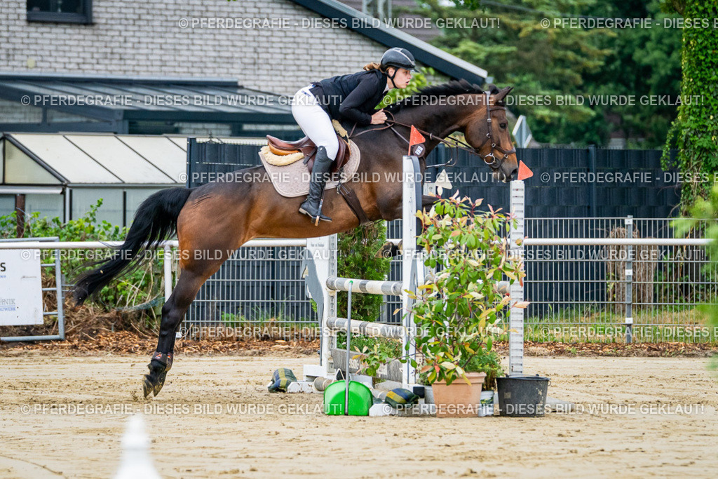 DSC02126 | Pferdegrafie