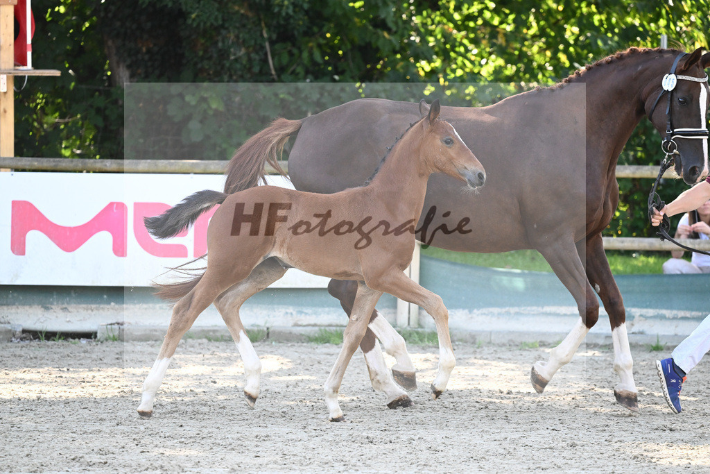Praesentation Auktionsfohlen_36230284 | hf-fotografie - Realisiert mit Pictrs.com