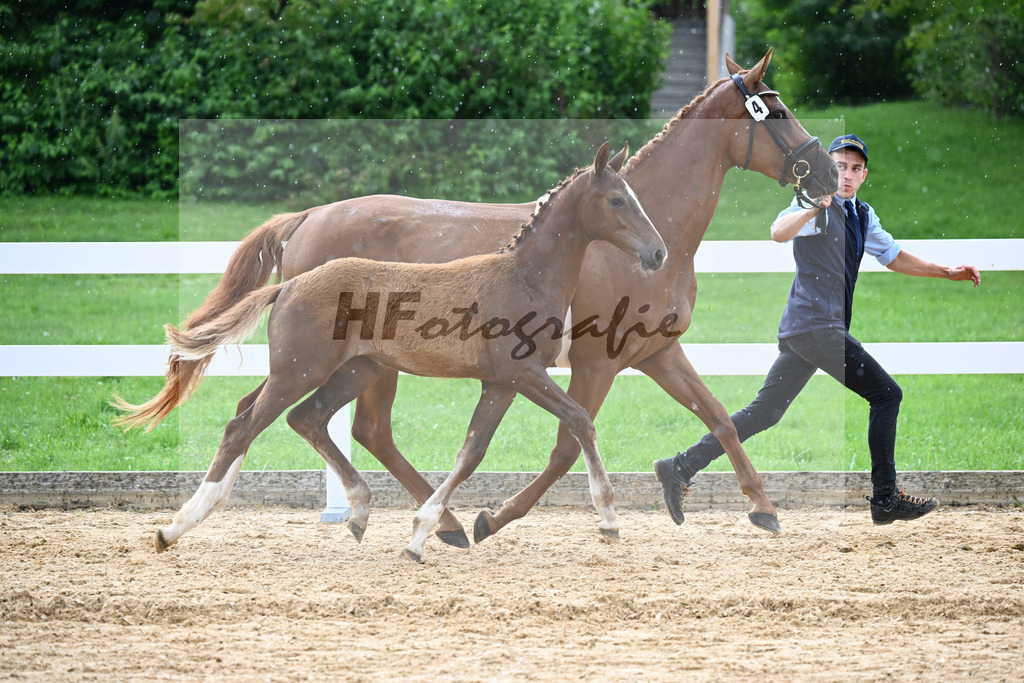 Kat-Nr. 4 Consantos x Colman_HLG Schwaiganger_27140801 | hf-fotografie - Realizzato con Pictrs.com