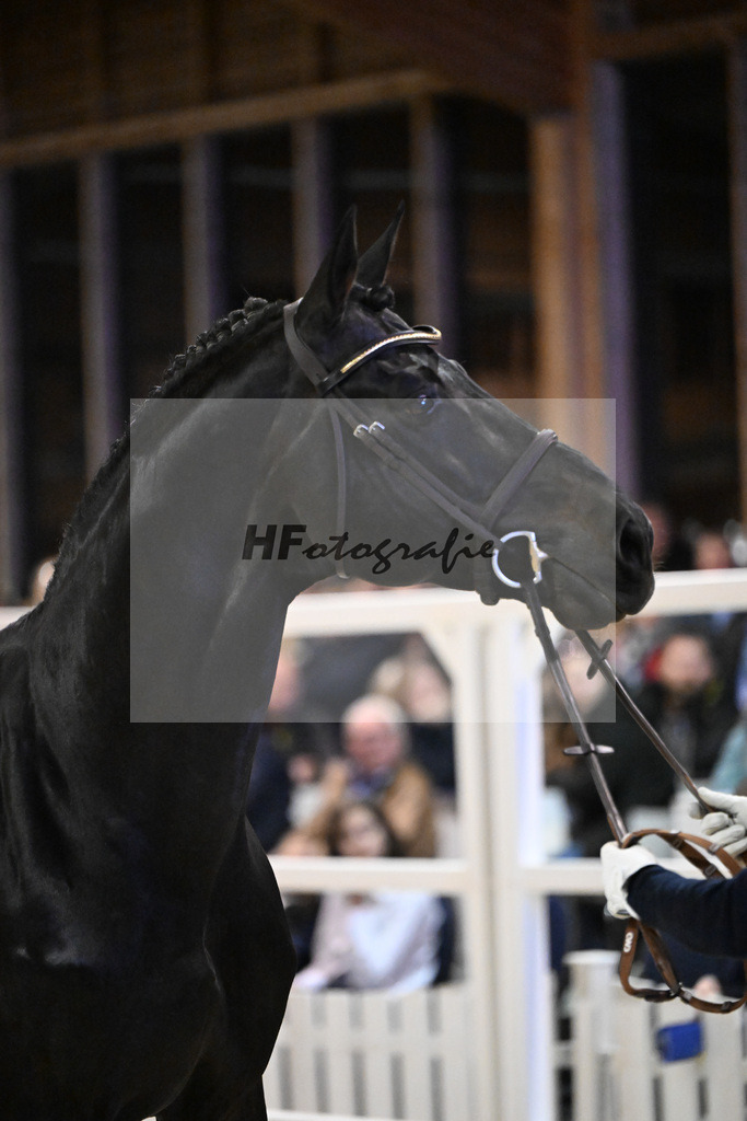 Adzaro de L Abbaye B_5251020 | hf-fotografie - Realisiert mit Pictrs.com