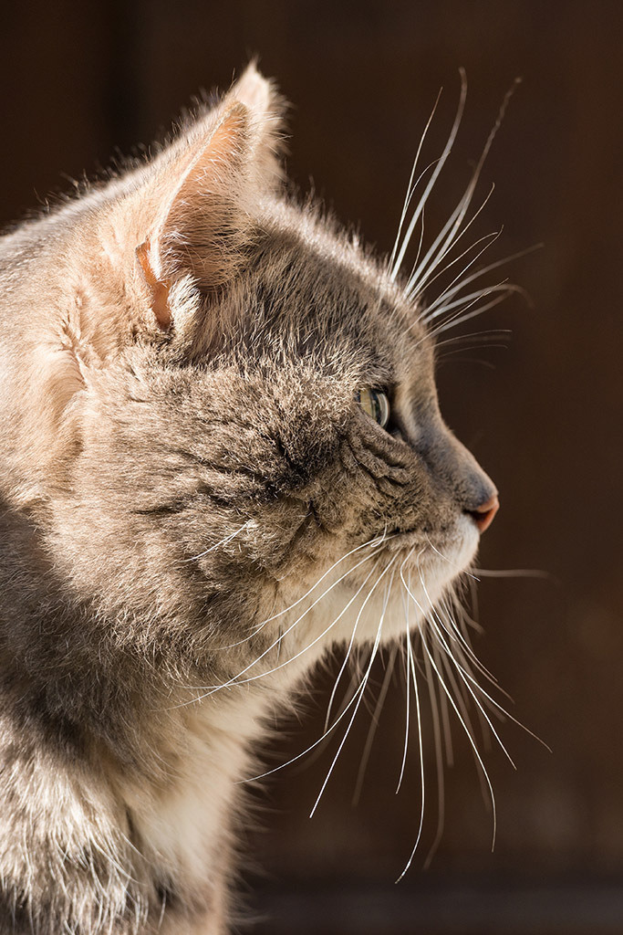 Katze im Profil | Fotos mit schönen Motiven aus der Region Basel. - Realisiert mit Pictrs.com