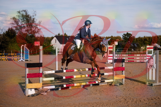 2026_10_03_Siefer-Hof_171151_Z81_08557994 | Professionelle Reitsport-, Turnier- und Eventfotografie von Robert Broda. Galerien mit ausgewählten und bearbeiteten Bildern direkt online ansehen und bestellen.