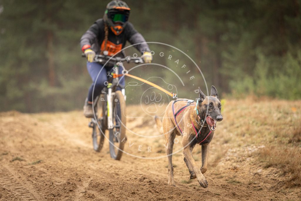 Pfotenfotografie_DV3A3213 | Hundefotografie, Tierfotograf, Pfotenfotografie, Fotoshooting Hund, Hunde Portrait, Hundesport, Hundeportraits, Heideshooting, Hunde, Sportfotograf, Hundefotograf, Turnierhundsport, THS,  - Realisiert mit Pictrs.com