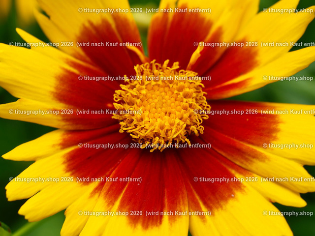 titusgraphy_P7052519-vz-ln | titusgraphy-shop: Geschenkideen mit Qualitätsfotos. titusgraphy-shop: gift ideas with quality photos. titusgraphy-shop: idées cadeaux avec photos de qualité.  - Realisiert mit Pictrs.com