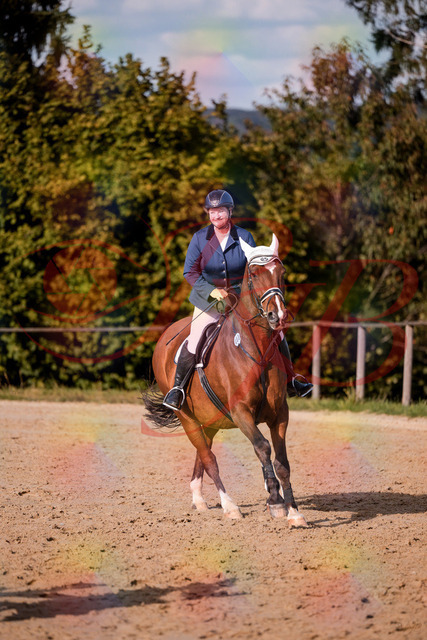 2026_10_03_Siefer-Hof_160658_Z81_88932959 | Professionelle Reitsport-, Turnier- und Eventfotografie von Robert Broda. Galerien mit ausgewählten und bearbeiteten Bildern direkt online ansehen und bestellen.