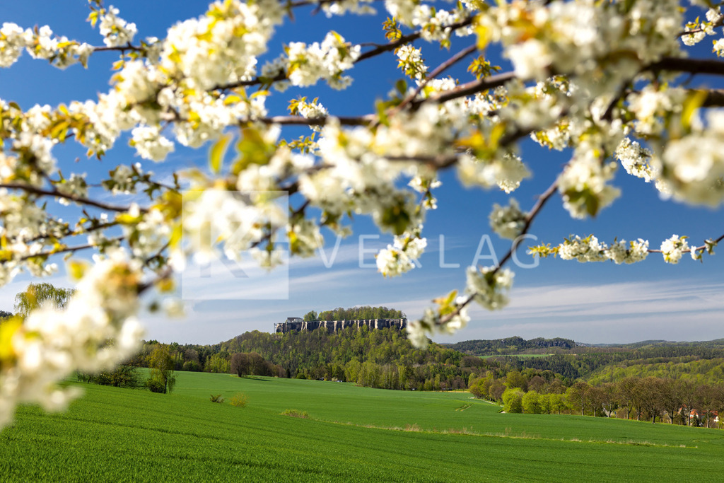 Wandbild-Festung-Koenigstein-Fruehling-0U3A1972 | Der Frühling zieht ein – Festung Königstein - Realisiert mit Pictrs.com