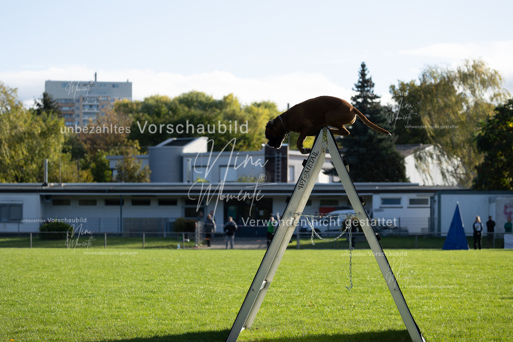 _16A4811 | Einzigartige Fotos von Hunden & Menschen –Actionfotos, Portraits, Vereinsaufnahmen & Paarshootings – authentisch, lebendig & mit Herz.
