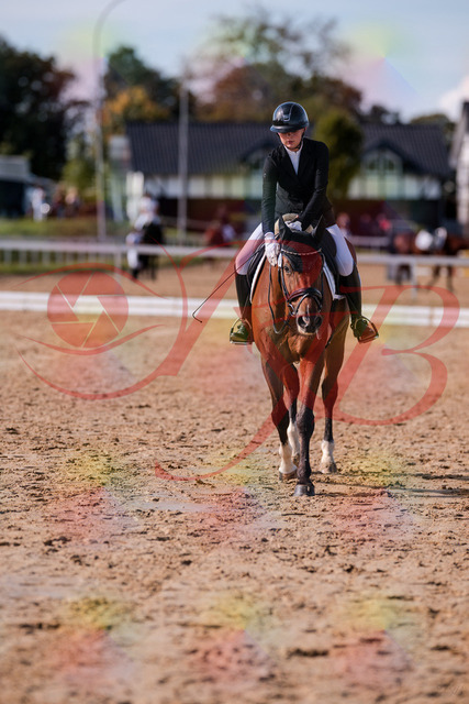 2026_10_03_Siefer-Hof_131948_Z81_69899130 | Professionelle Reitsport-, Turnier- und Eventfotografie von Robert Broda. Galerien mit ausgewählten und bearbeiteten Bildern direkt online ansehen und bestellen.
